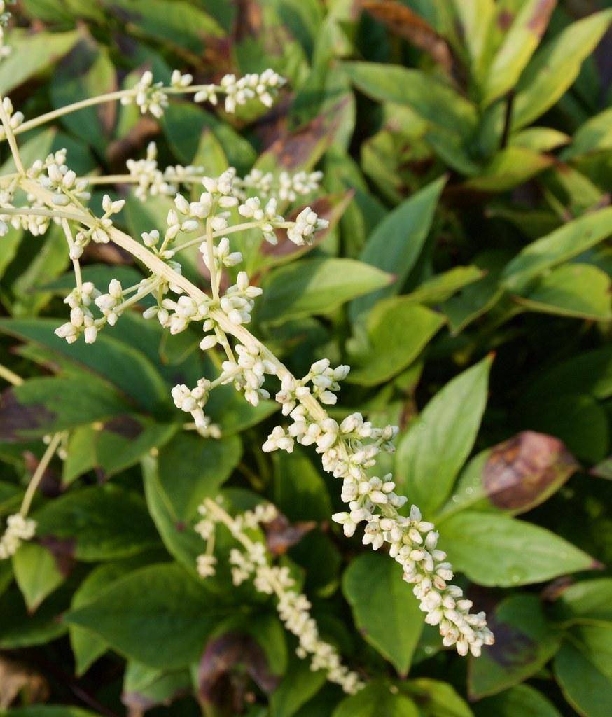 Lime-green stems with green leaves and white-green flowers.