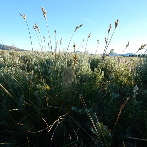 beige spikelets with green foliage