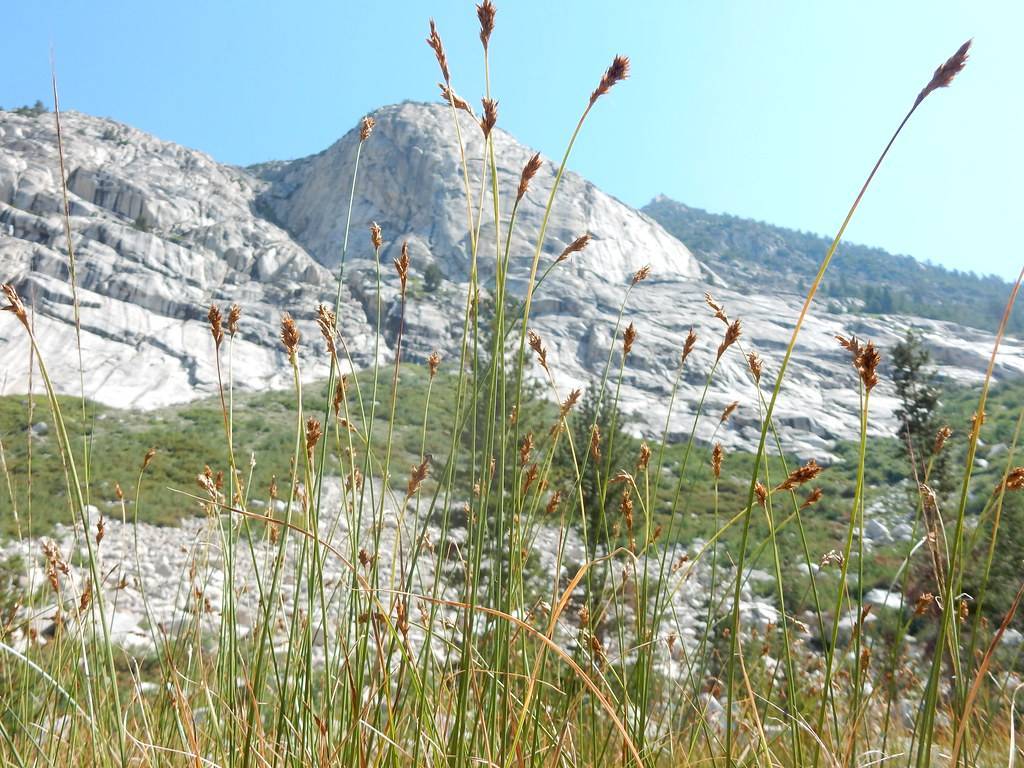 brown spikelets with lime-green foliage and stems