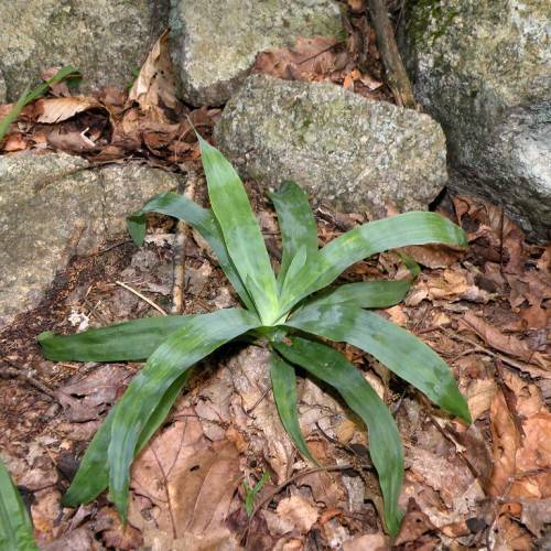green foliage and brown leaves