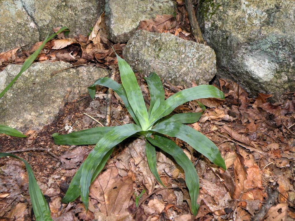 green foliage and brown leaves
