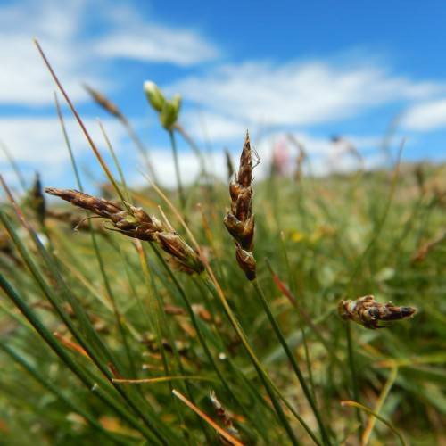 brown spikelets with green-brown foliage