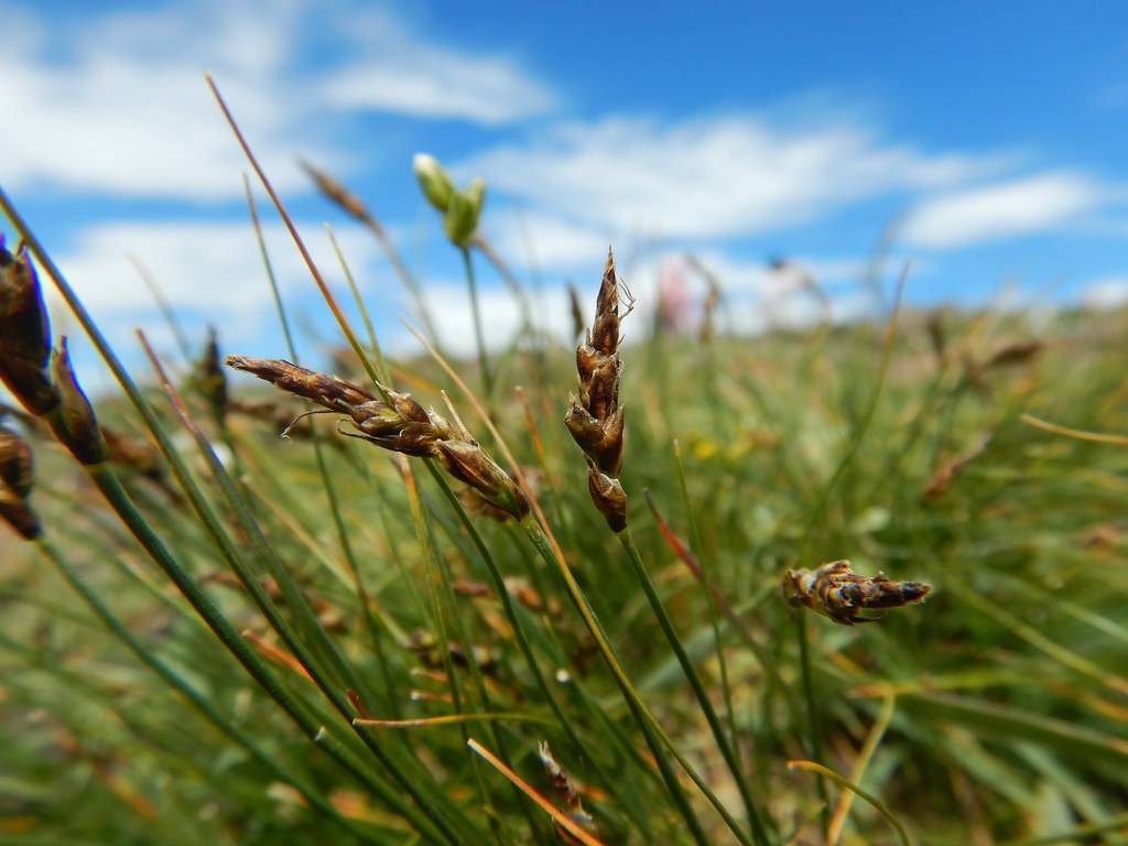 brown spikelets with green-brown foliage