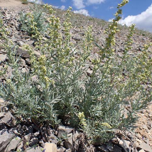 Silver-green leaves with green stem and yellow-green blooms.
