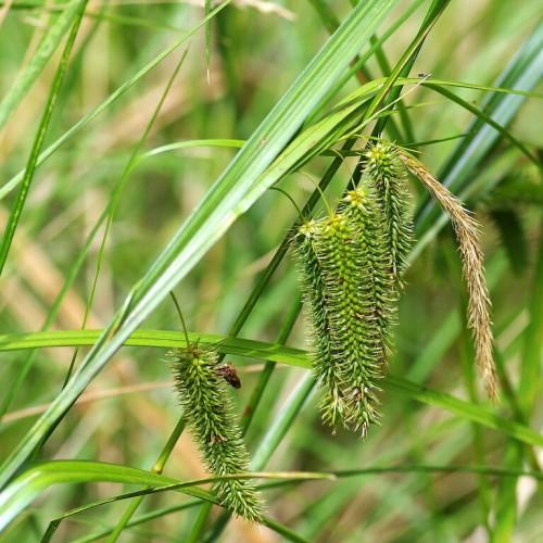 lime-brown spikelets with lime foliage and stems