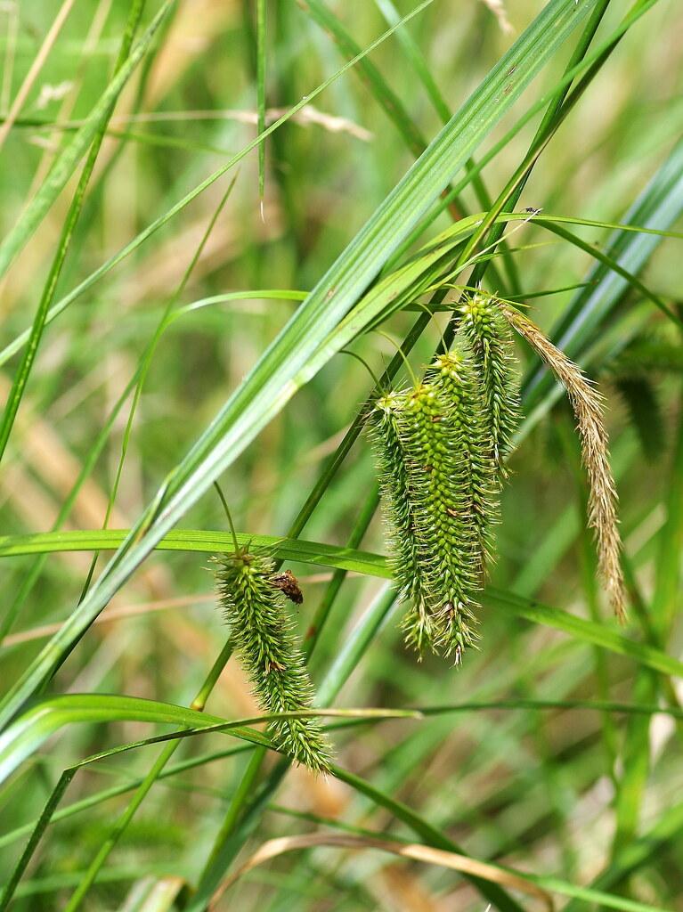lime-brown spikelets with lime foliage and stems