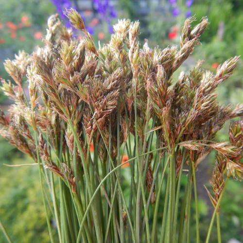 brown-lime spikelets with green foliage and stems