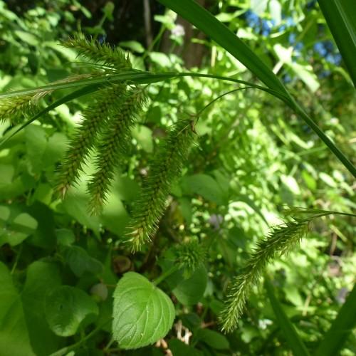 lime spikelets with lime foliage and stems