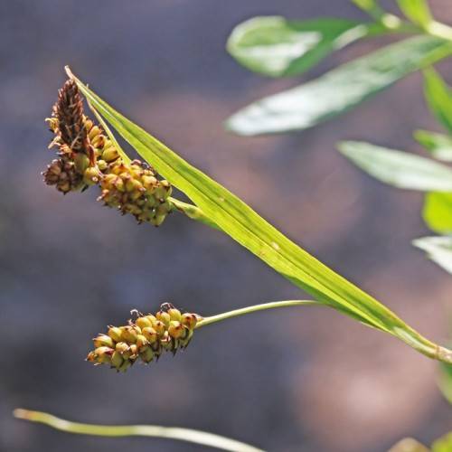 lime-brown spikelets with lime-green foliage and stems