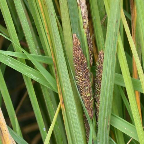brown-lime spikelets with green-yellow foliage