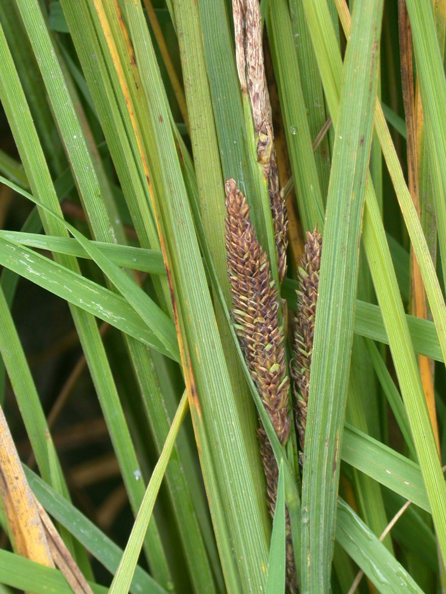 brown-lime spikelets with green-yellow foliage