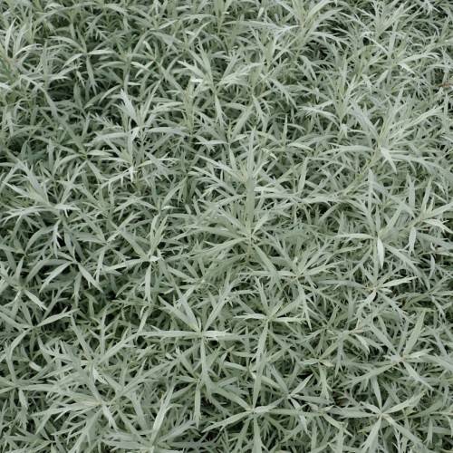light-green leaves and stems