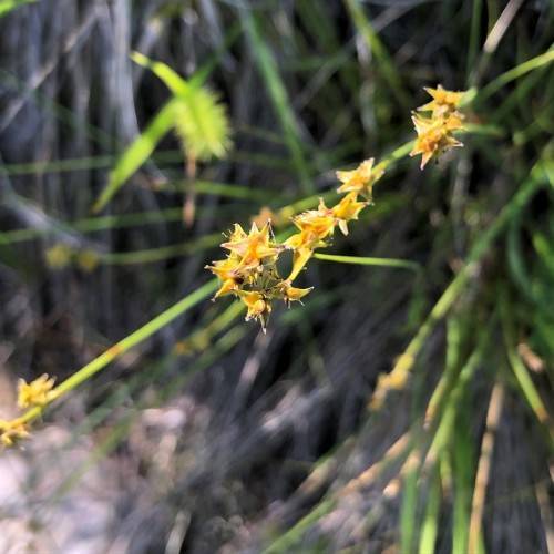 yellow flowers with green foliage and stems