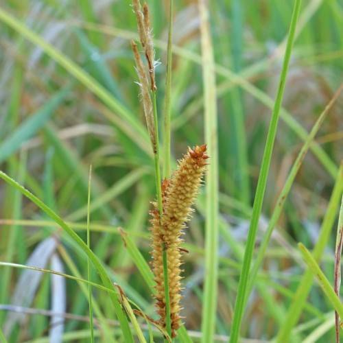 yellow-brown spikelets with green foliage and stems