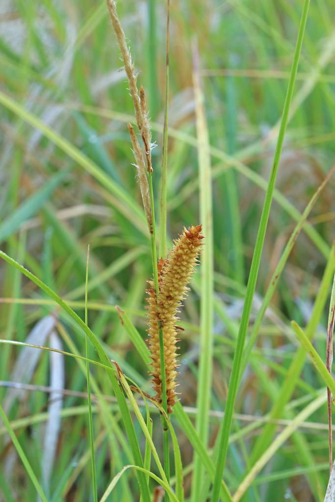 yellow-brown spikelets with green foliage and stems