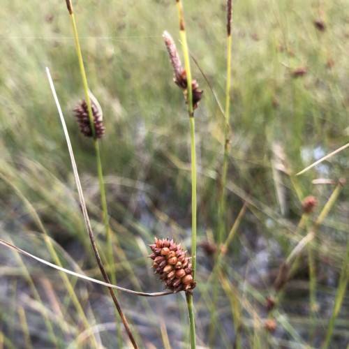 orange-brown spikelets with lime-brown foliage