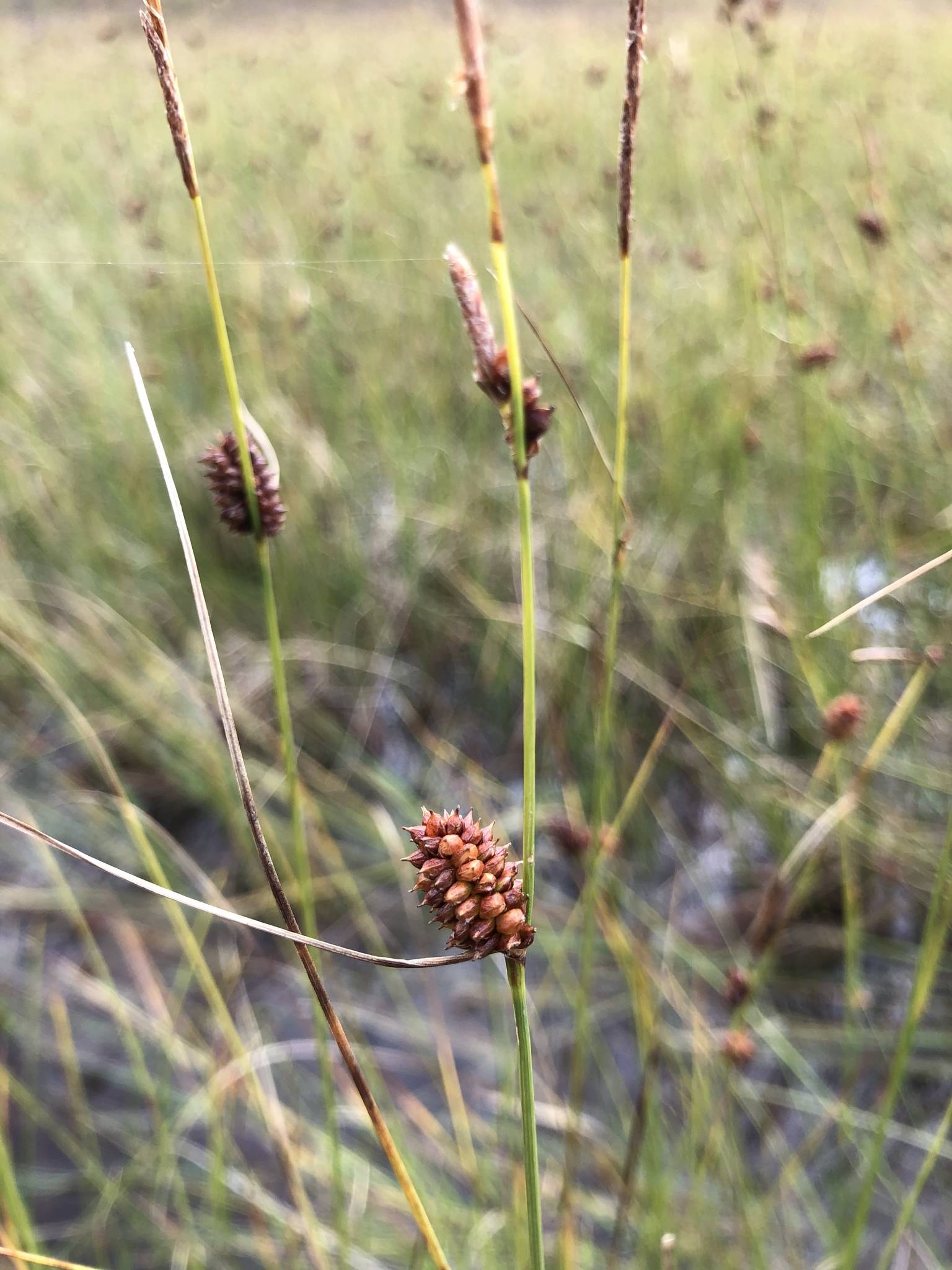 orange-brown spikelets with lime-brown foliage
