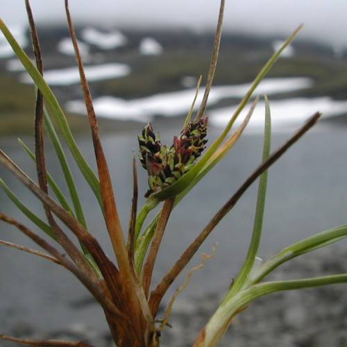 brown-lime cones with brown-green leaves and stems