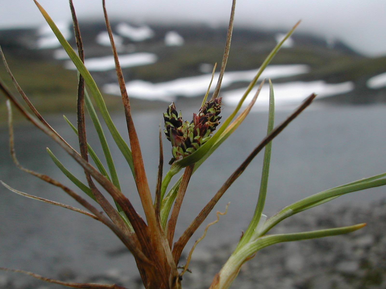 brown-lime cones with brown-green leaves and stems