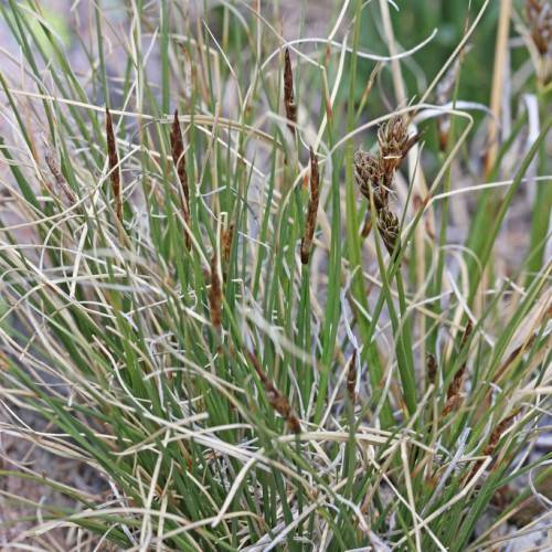 brown spikelets with beige-green foliage and stems