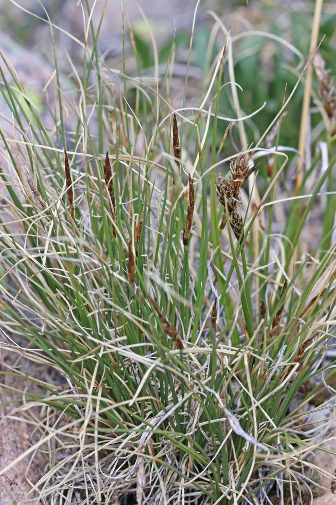 brown spikelets with beige-green foliage and stems