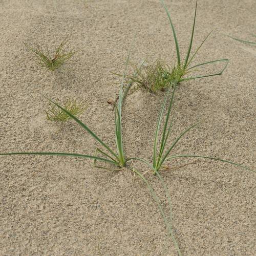 lime-green foliage and stems