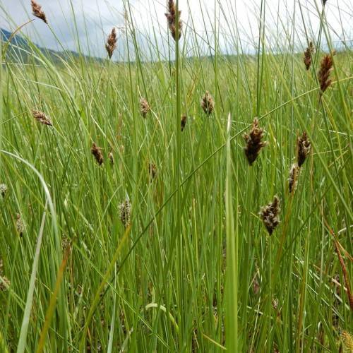dark-brown spikelets with lime-green foliage and stems