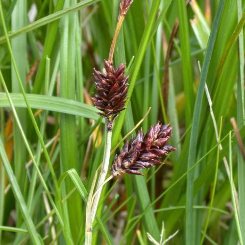 brown spikelets with beige-green foliage and stems