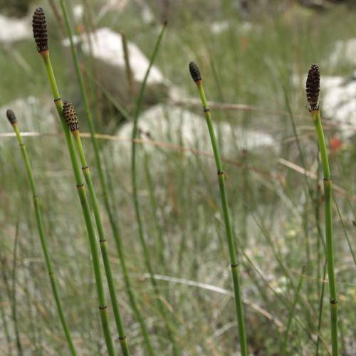 black cones on green stems