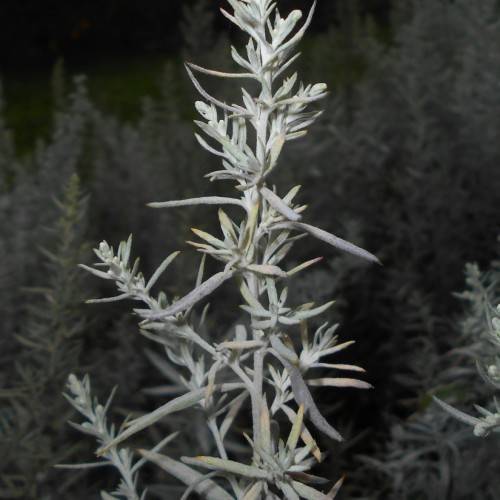 white-gray foliage and stems