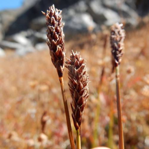 brown-red spikelets with orange stems