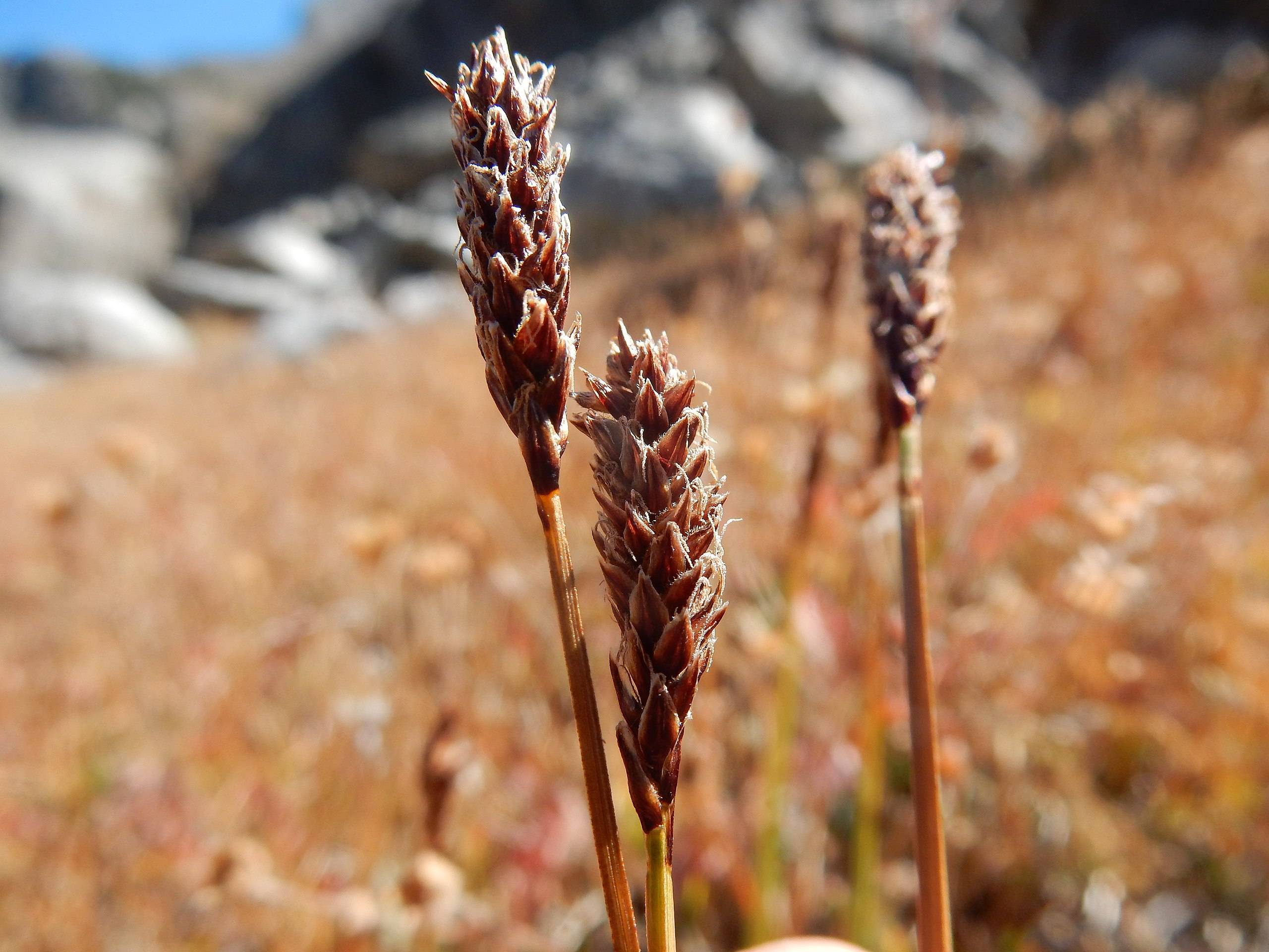 red-brown spikelets with brown foliage
