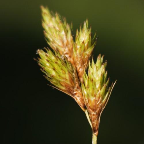 lime-brown spikelets with beige stems