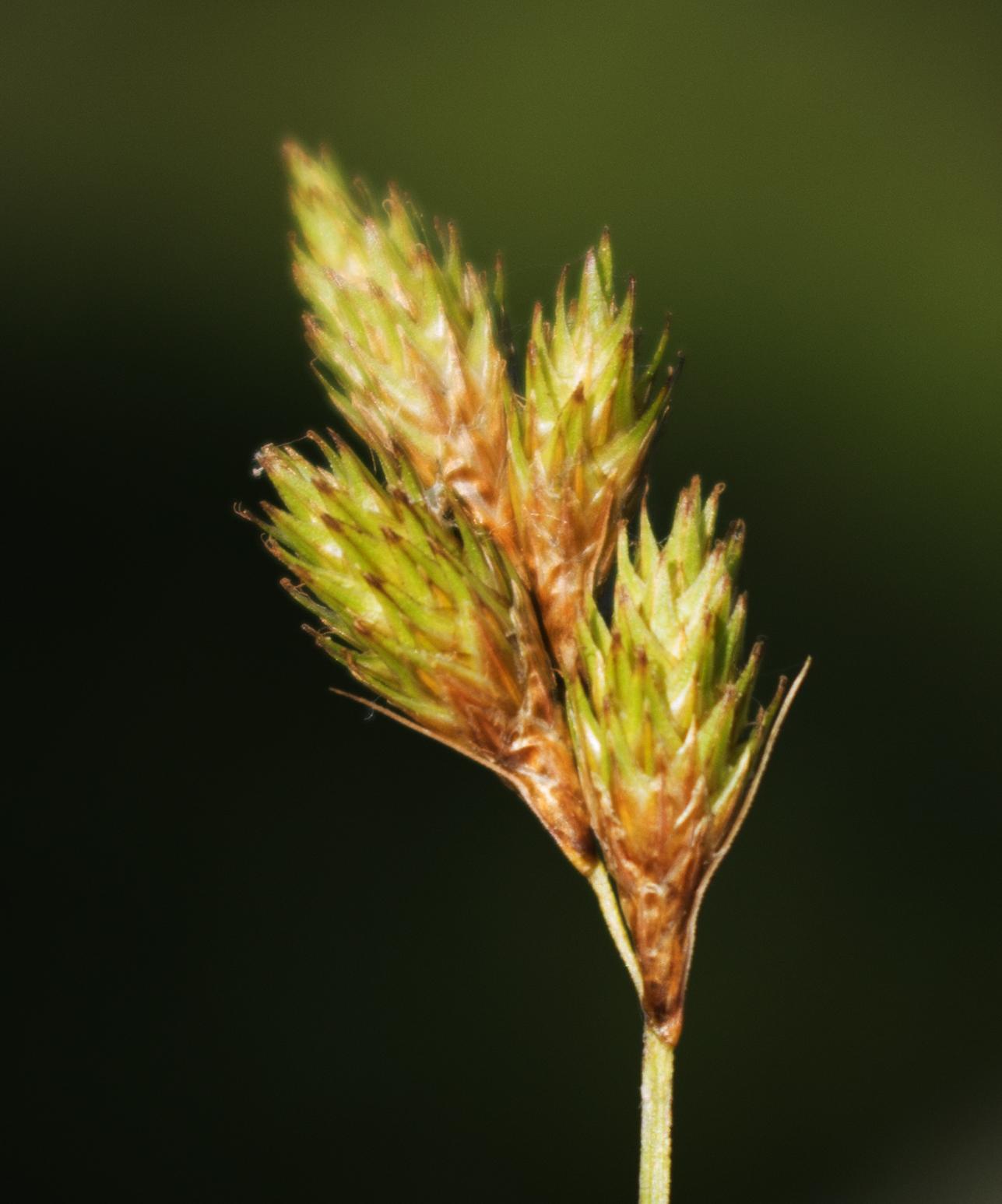lime-brown spikelets with beige stems