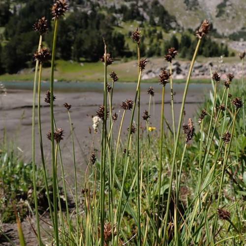 dark-brown spikelets with lime-green foliage and stems