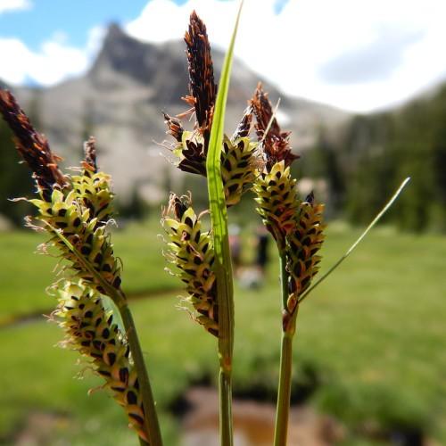 lime-brown spikelets with lime foliage and stems