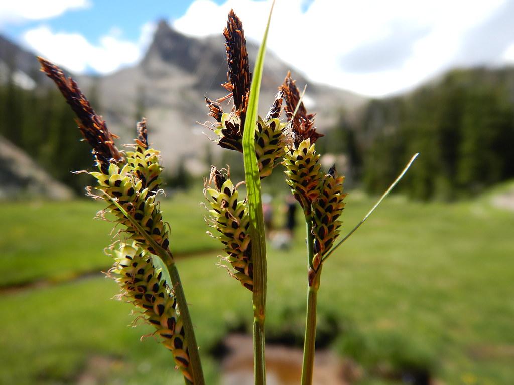 lime-brown spikelets with lime foliage and stems