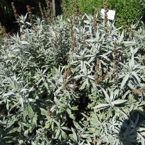 brown flowers and gray-green leaves and stems