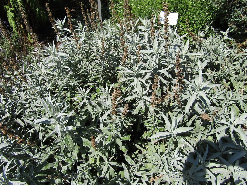 brown flowers and gray-green leaves and stems