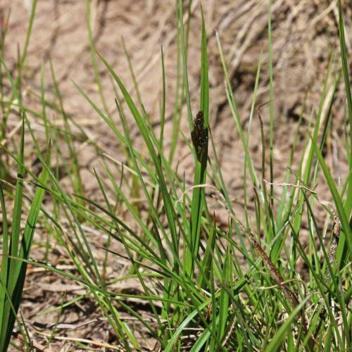 brown spikelets with green leaves and stems