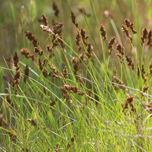 brown spikelets, yellow-green leaves and stems