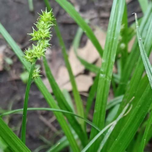 lime spikelets with green foliage