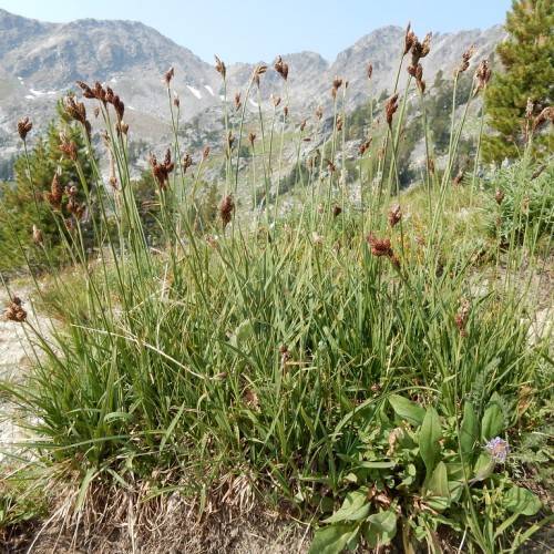 brown spikelets, green leaves and stems