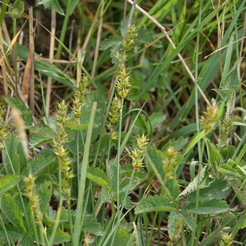 lime spikelets, green leaves and stems