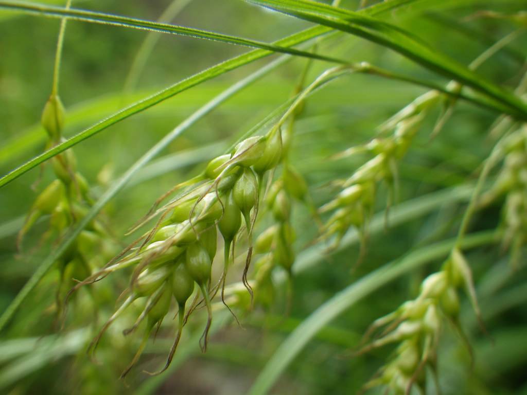 lime-yellow spikelets with light-green leaves and stems