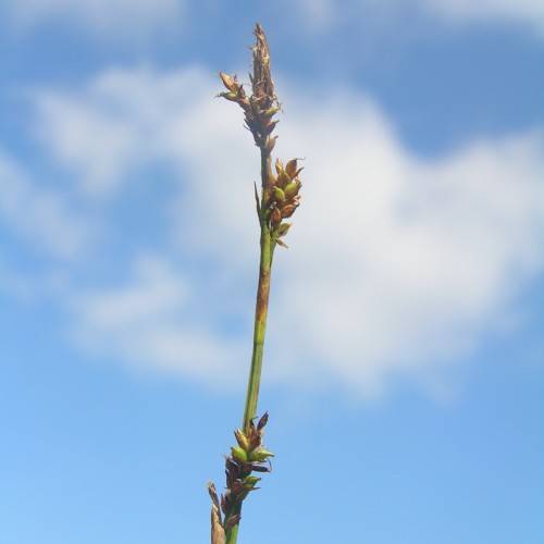 lime-brown spikelets with green-brown foliage