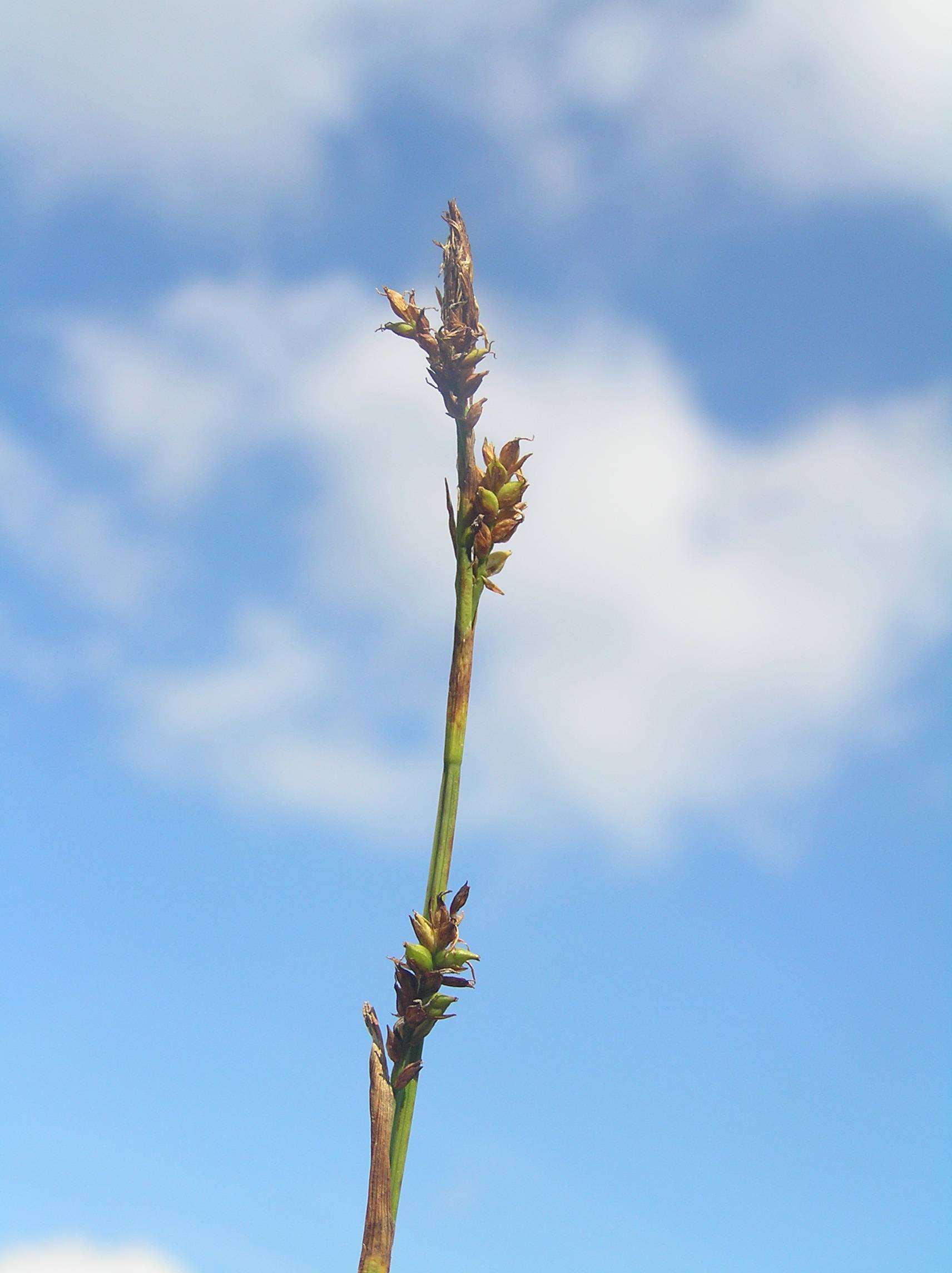 lime-brown spikelets with green-brown foliage