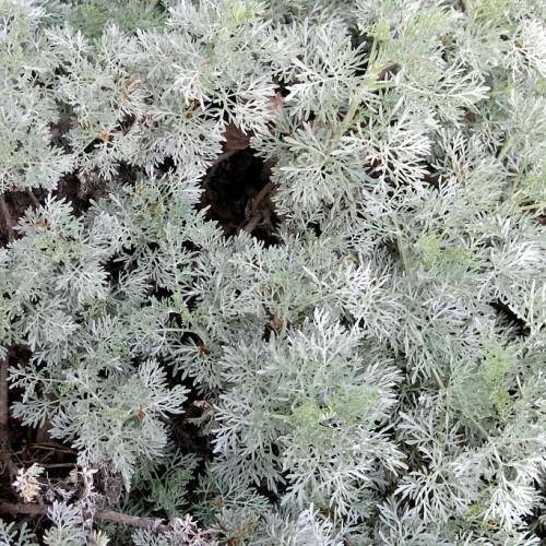 Silver-gray foliage with brown twig.