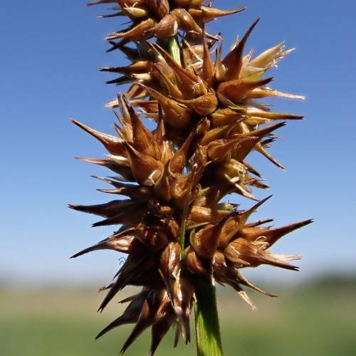 brown spikelet with a green stem