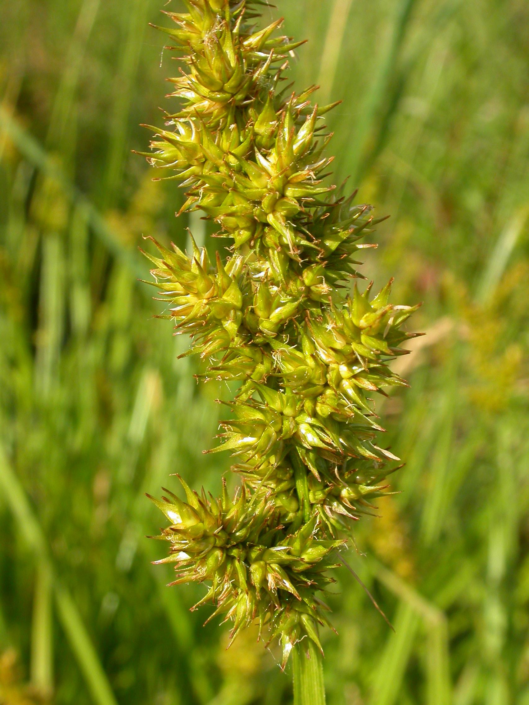 lime-brown spikelets with lime foliage 